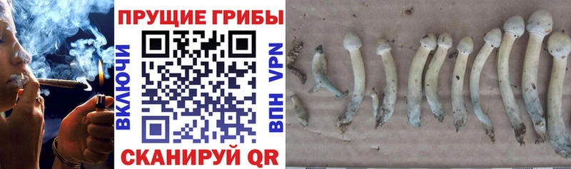 Псилоцибиновые грибы Psilocybe  Купить  Называевск 